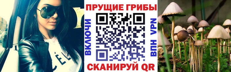 Псилоцибиновые грибы Psilocybe  дарк нет клад  Выборг 